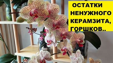 Пересадка орхидейного отростка