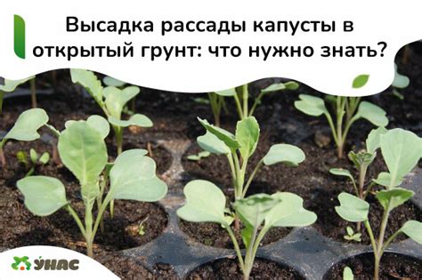 Пересадка рассады июньской капусты в открытый грунт