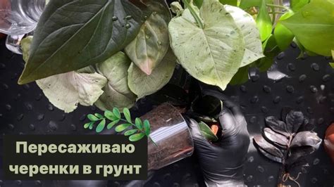 Пересадка укорененных черенков в постоянное место