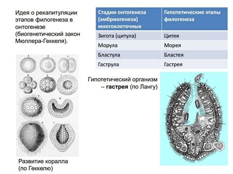 Переход к многоклеточным организмам: эра эукариот