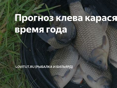 Периоды активного клева карася в этом году