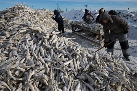 Периоды нерестовых миграций рыб на Сахалине: особенности и состав