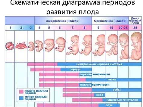 Периоды развития нервной системы у плода