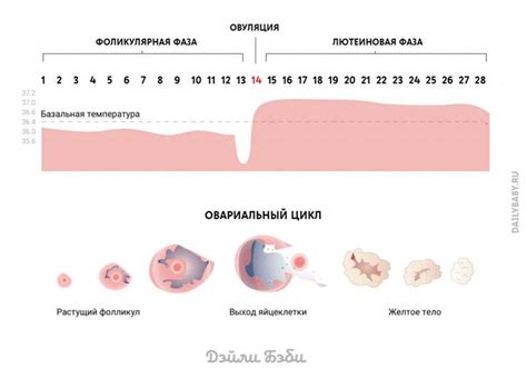 Период овуляции и контрацепция