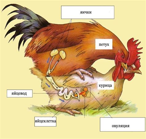Период перемен в жизни курицы