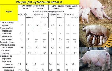 Период после опороса у свиноматки