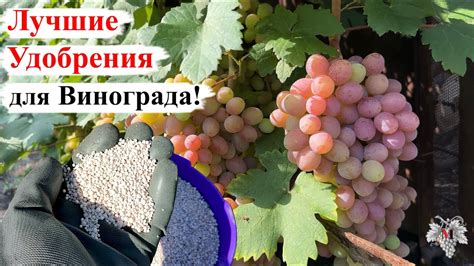 Период созревания урожая