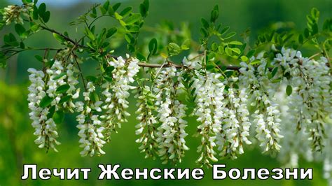 Период цветения белой акации в средней полосе России