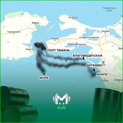 Перспективы появления кальмаров в Черном море в будущем