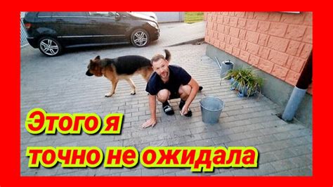 Петрушка – необычный маляр
