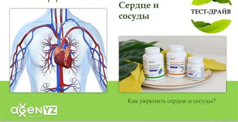 Питание и влияние на сердце и сосуды