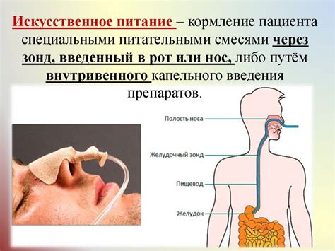 Питание и кормление