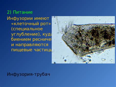 Питание и углубление