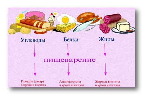 Питательные вещества в свинине
