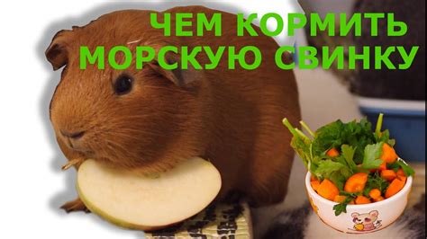 Пищевой рацион морских свинок и его варианты