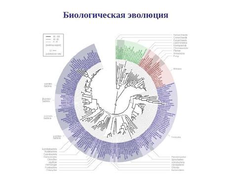 Плач цикад и биологическая эволюция