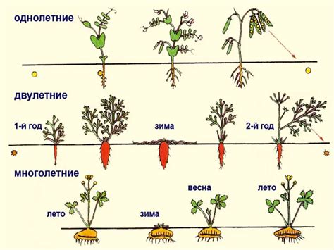 Плодовые деревья: длительность и особенности периода вегетации