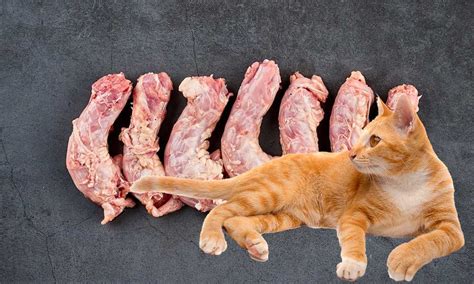 Плюсы и минусы кормления кошек куриными шейками