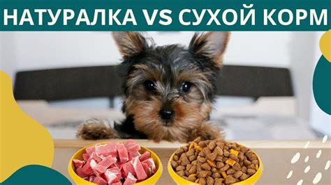 Плюсы и минусы кормления творогом