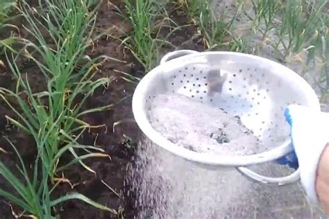 Плюсы и минусы осенней подкормки золой