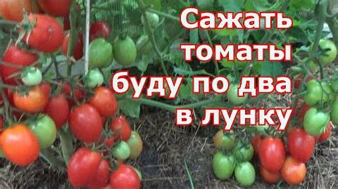 Плюсы и минусы помидоров при похудении