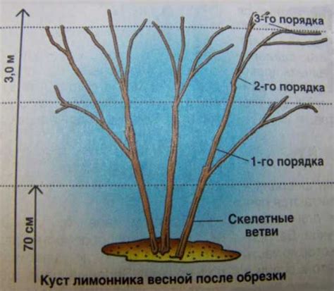 Плюсы пересаживания лимонника осенью