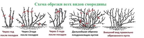 Плюсы черенкования черной смородины весной и осенью