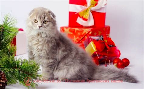 Поведение котят