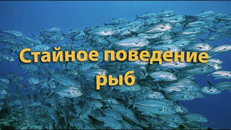 Поведение рыб в сухом окружении