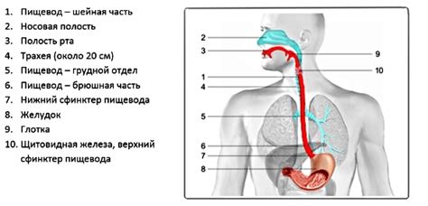 Повреждение зубов и пищевода