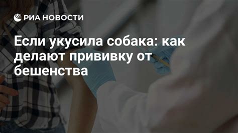 Повторная прививка от бешенства и ее важность