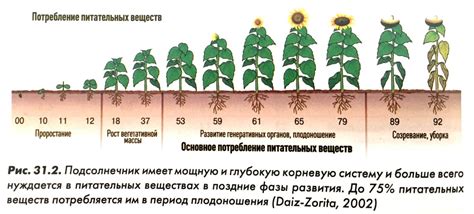 Подбор соседей для морковки: правила и влияние на урожайность