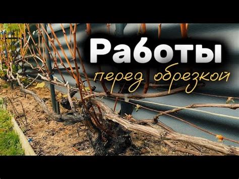Подготовительные работы перед обрезкой
