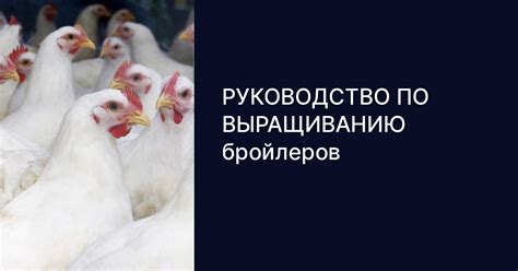 Подготовка бройлеров перед колкой