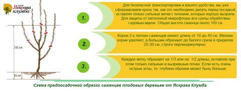 Подготовка ветки к посадке