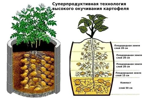 Подготовка картофельного куста