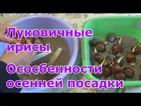 Подготовка к выкапыванию и высаживанию луковиц ирисов