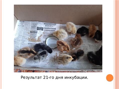 Подготовка к вылуплению цыплят в инкубаторе