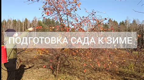 Подготовка к зиме: осенняя уборка боярышника в средней полосе России