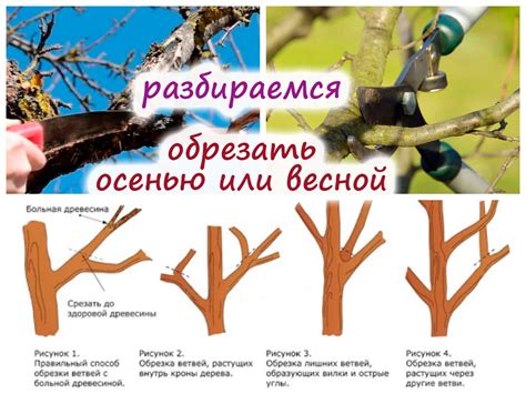 Подготовка к обрезке: основные инструменты и правила