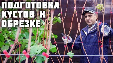 Подготовка к обрезке девичьего винограда