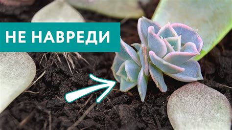 Подготовка к пересадке тысячелистника: выбор нового места