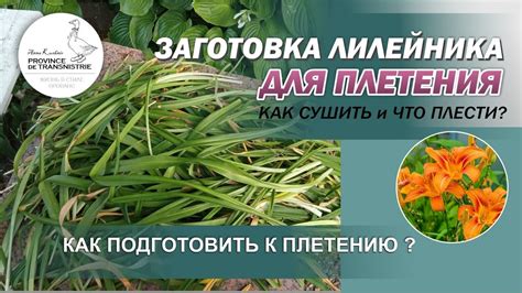 Подготовка к сбору и сушке листьев топинамбура