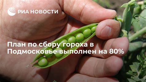 Подготовка к сбору северного синапа в Подмосковье