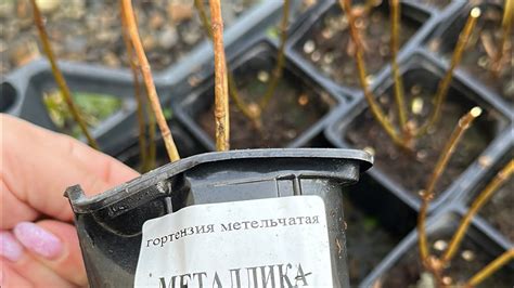 Подготовка к сбору черенков