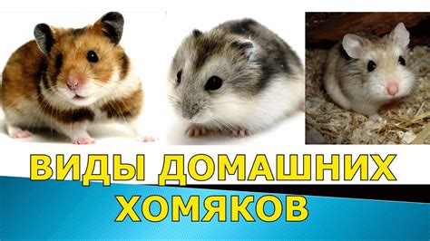 Подготовка к спячке у домашних хомяков