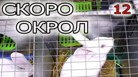 Подготовка к установке маточника в клетку