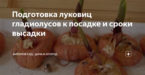 Подготовка луковиц
