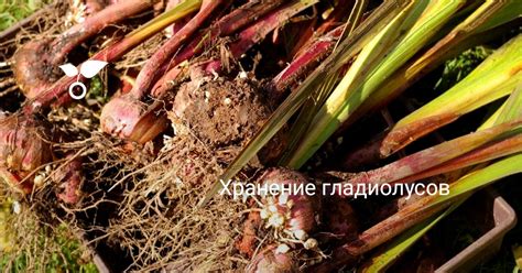 Подготовка луковиц гладиолусов к посадке