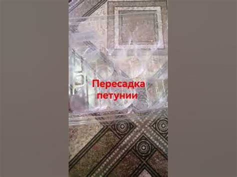 Подготовка мака к пересадке